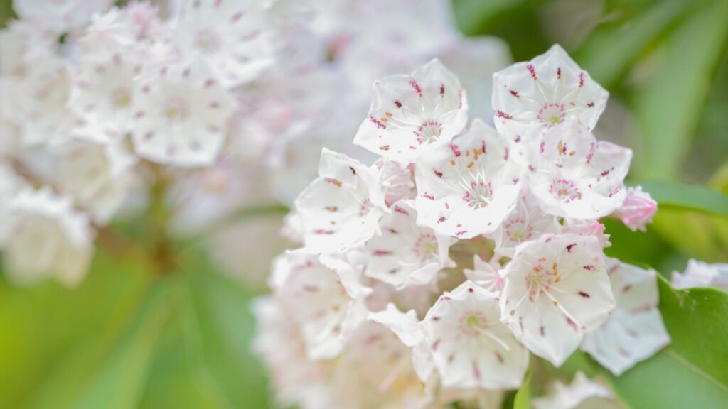 plantes mauvais esprits laurier