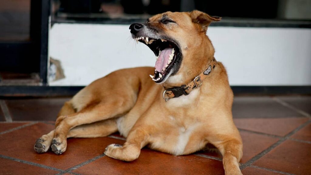 Chien-qui-baille-signal