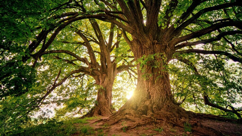 arbre