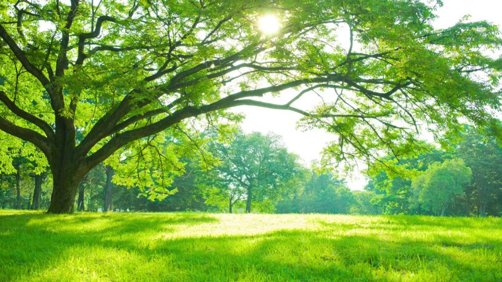 arbres
