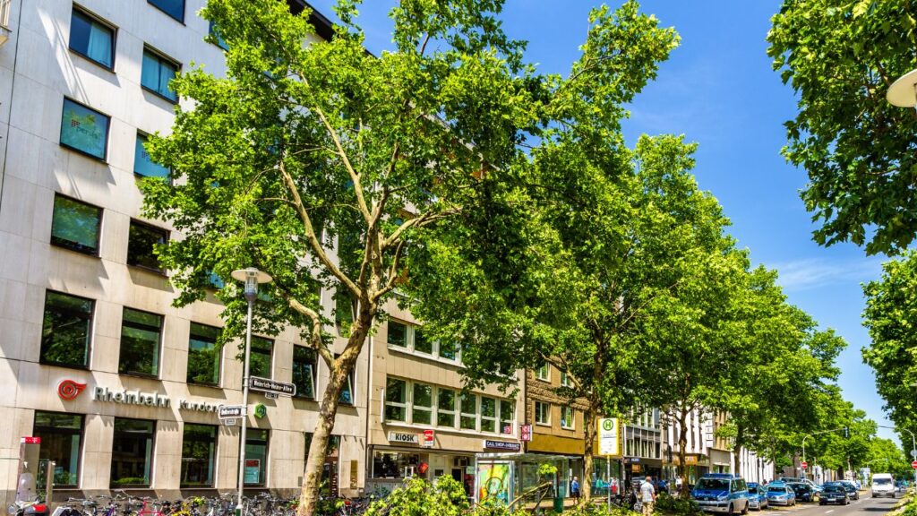 arbres ville