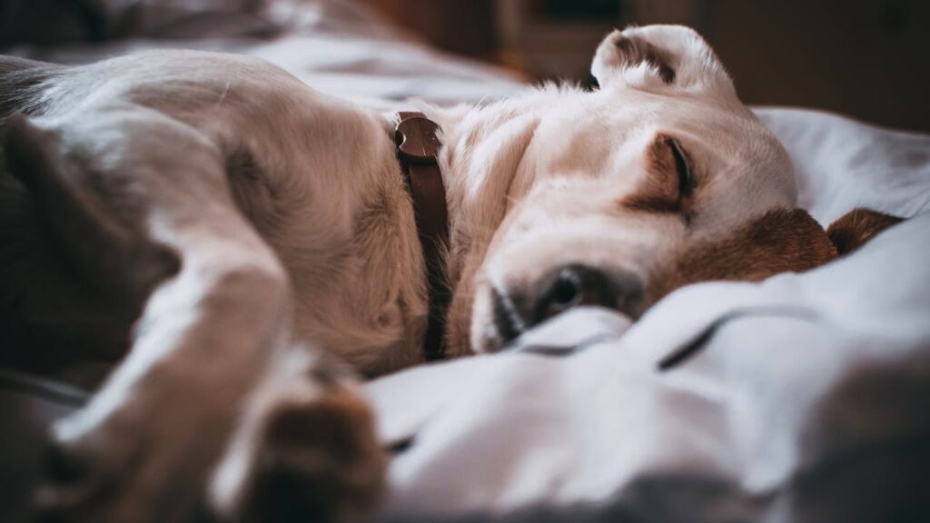 chien-malade-souffrant-en-silence
