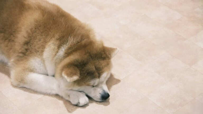 chien-souffrant-en-silence (1)