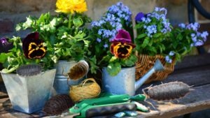 cloportes pots fleurs