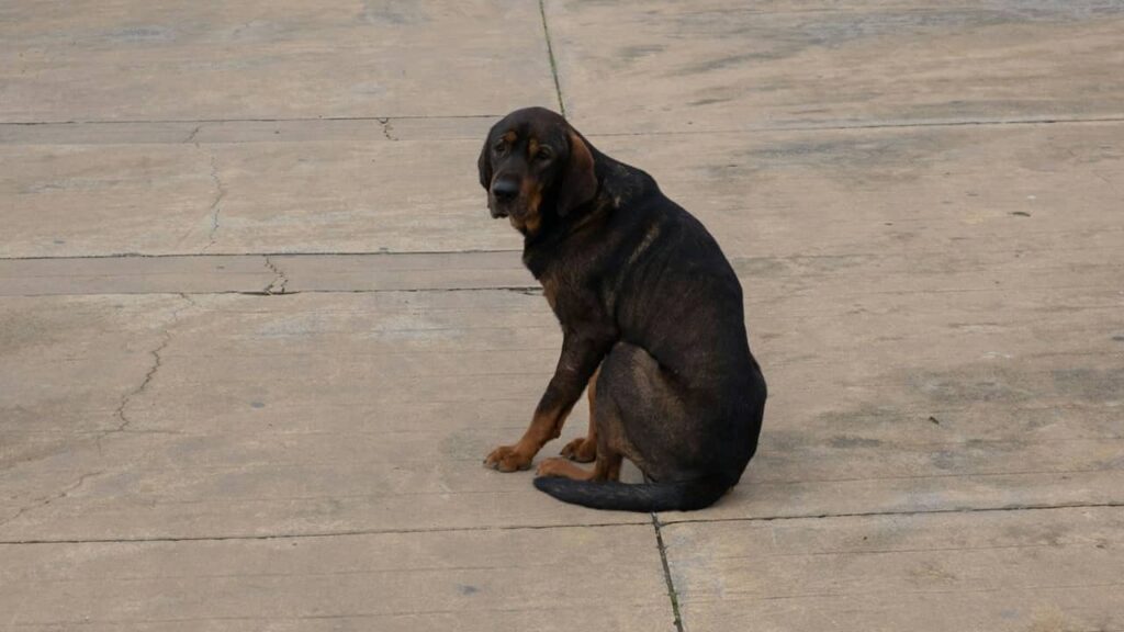 signaux-chien-stress