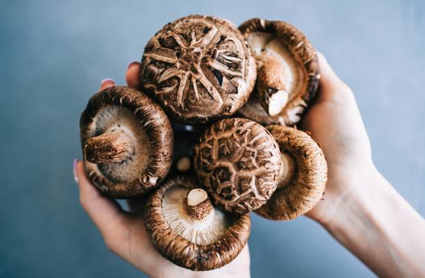 Que contient vraiment le shiitake ? Analyse nutritionnelle et bioactive