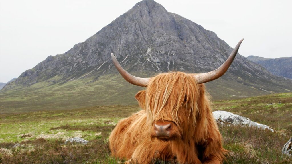 animaux ecosse