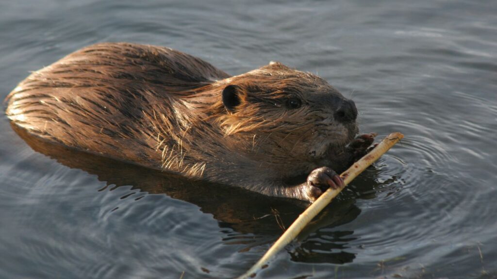castor