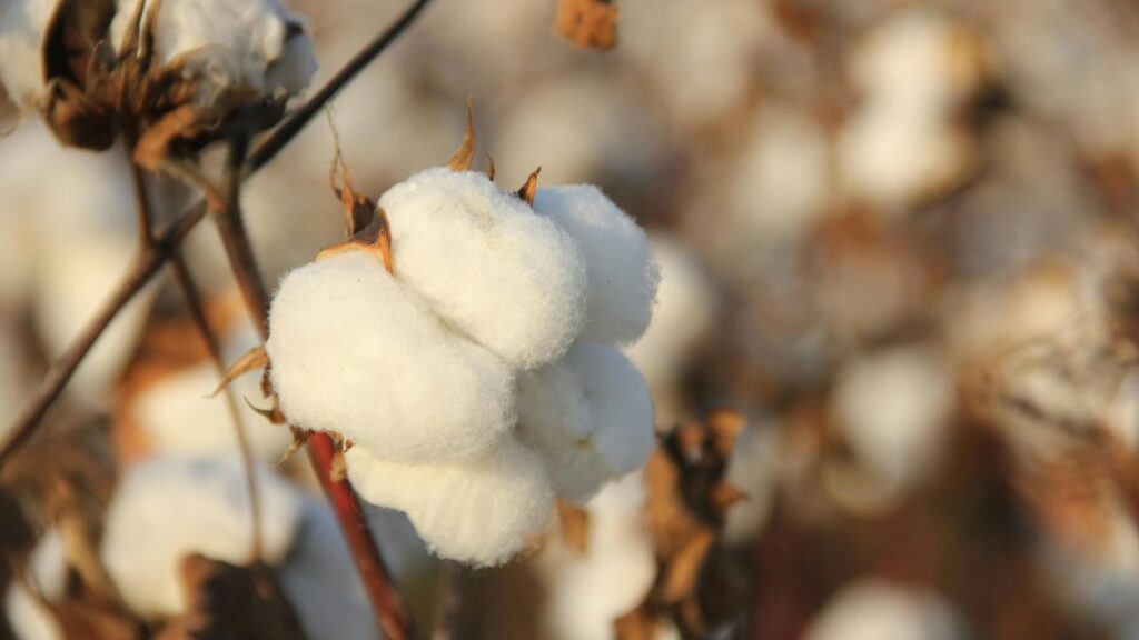 coton