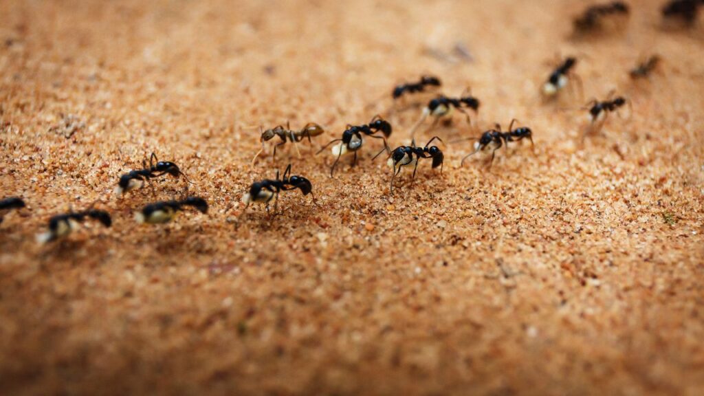 fourmis