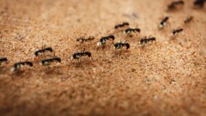 fourmis
