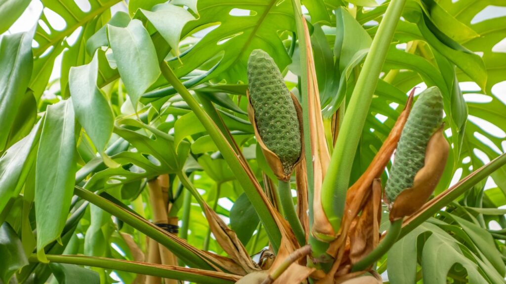fruit monstera
