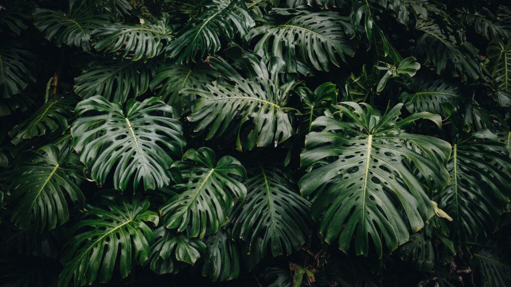 plante