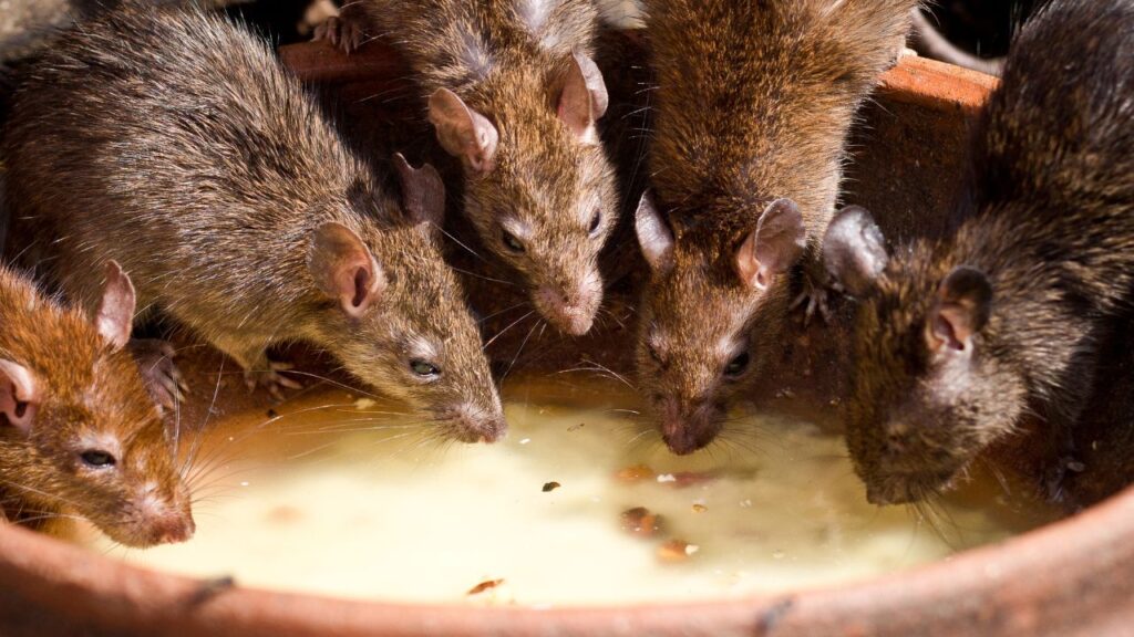 rats animaux