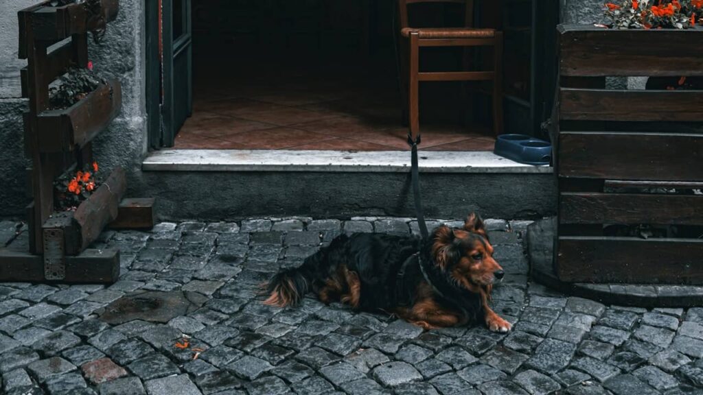 Chien-avec-laisse-attachée (1)