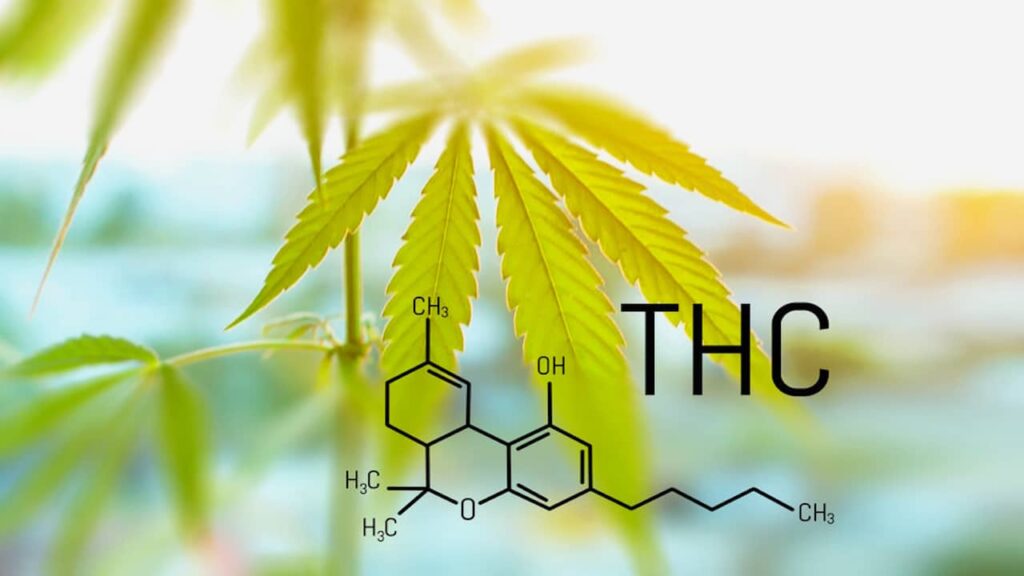 Comment consommer légalement du THC ?
