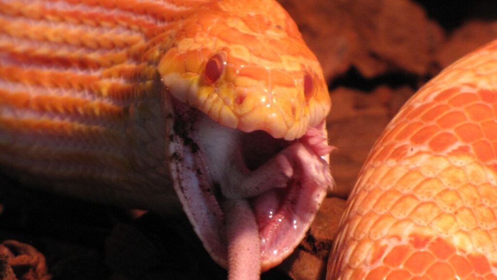 nourissage serpent
