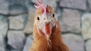 poule