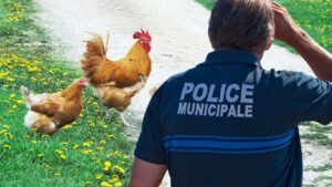 poules policiers