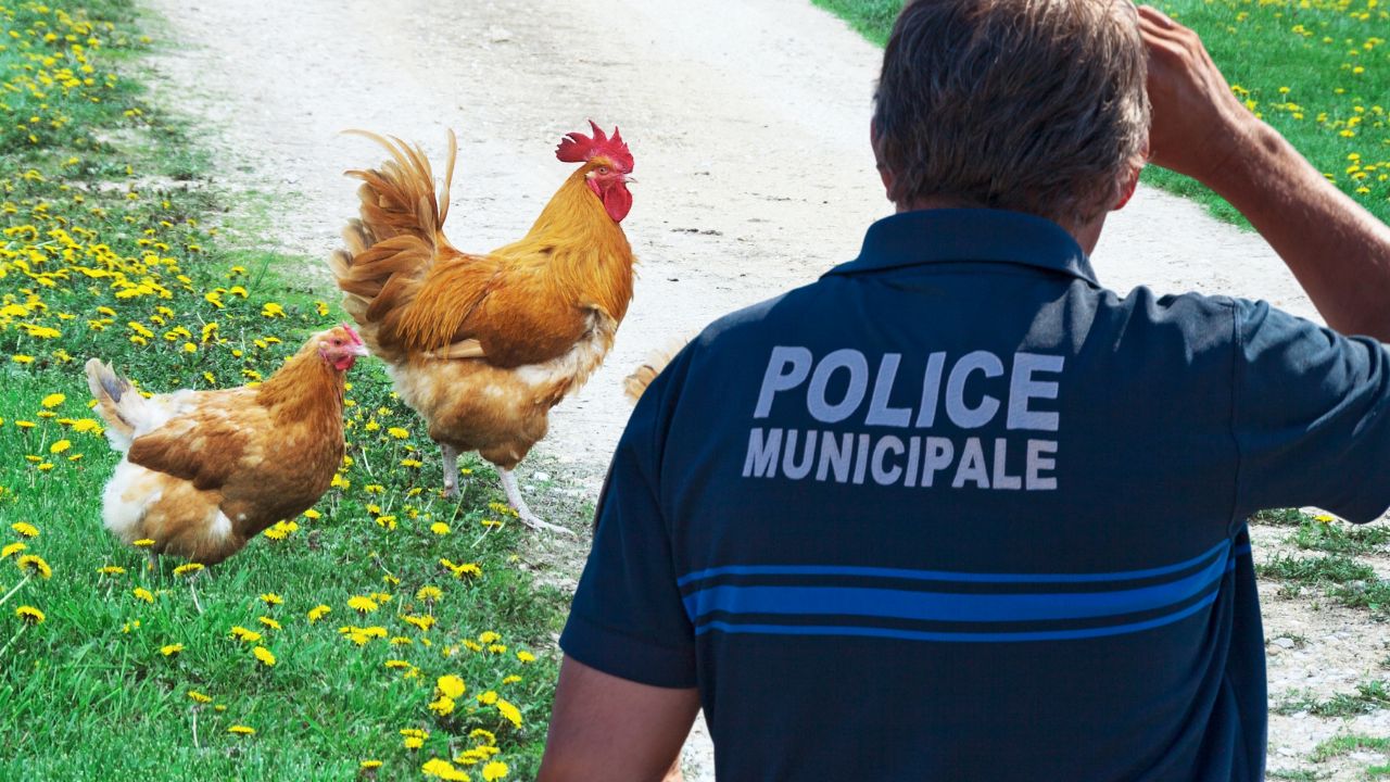 poules policiers