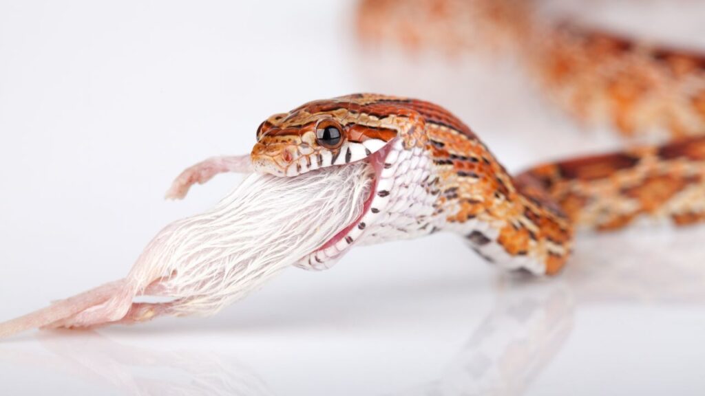 quelle taille souris serpent