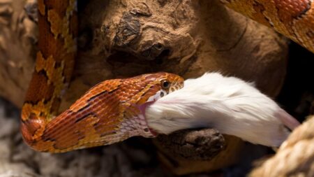 serpent nourrir taille souris