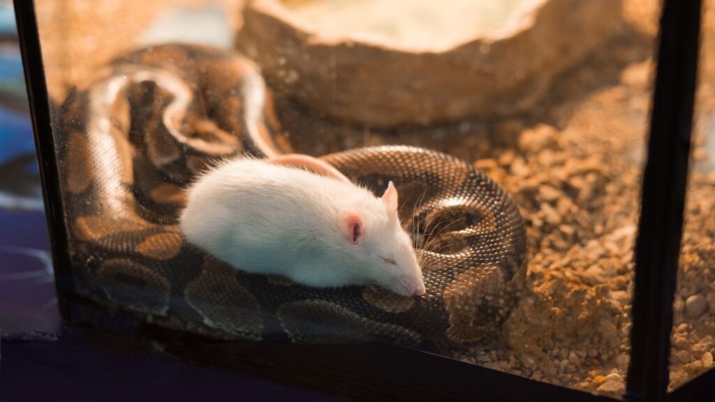 souris serpent