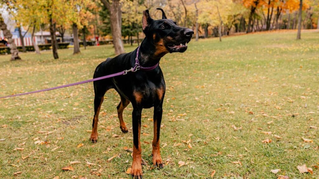 Pourquoi tirer sur la laisse du chien dangereux ? Les bons gestes à adopter tirer-la-laisse-d'un-chien (1)