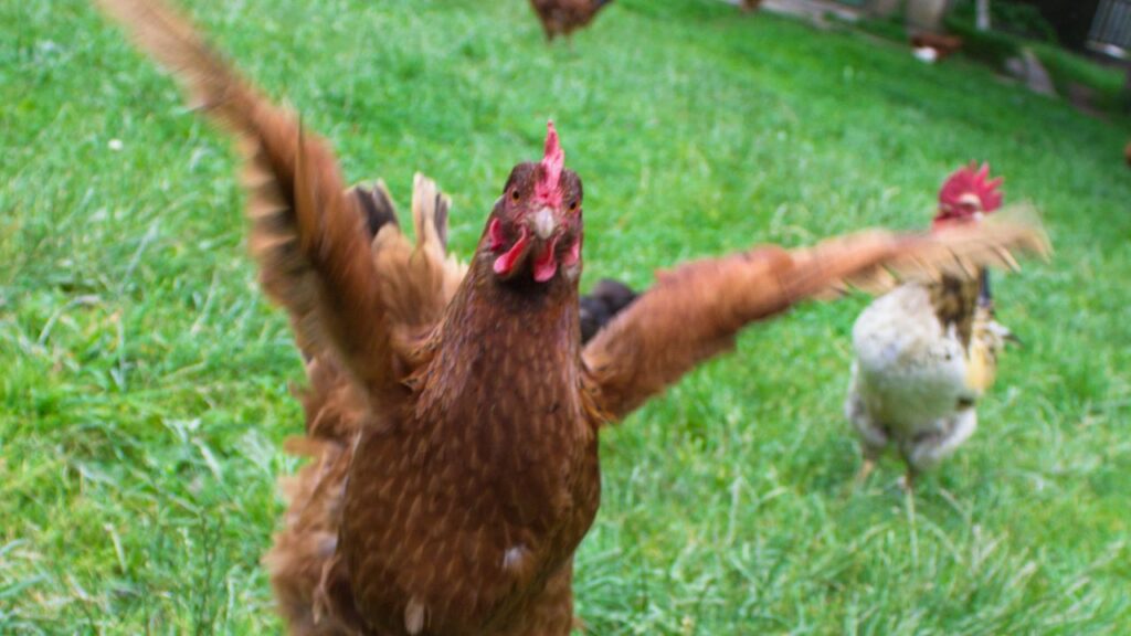 ailes poules