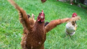 ailes poules