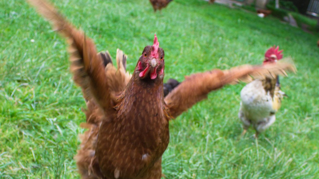 ailes poules