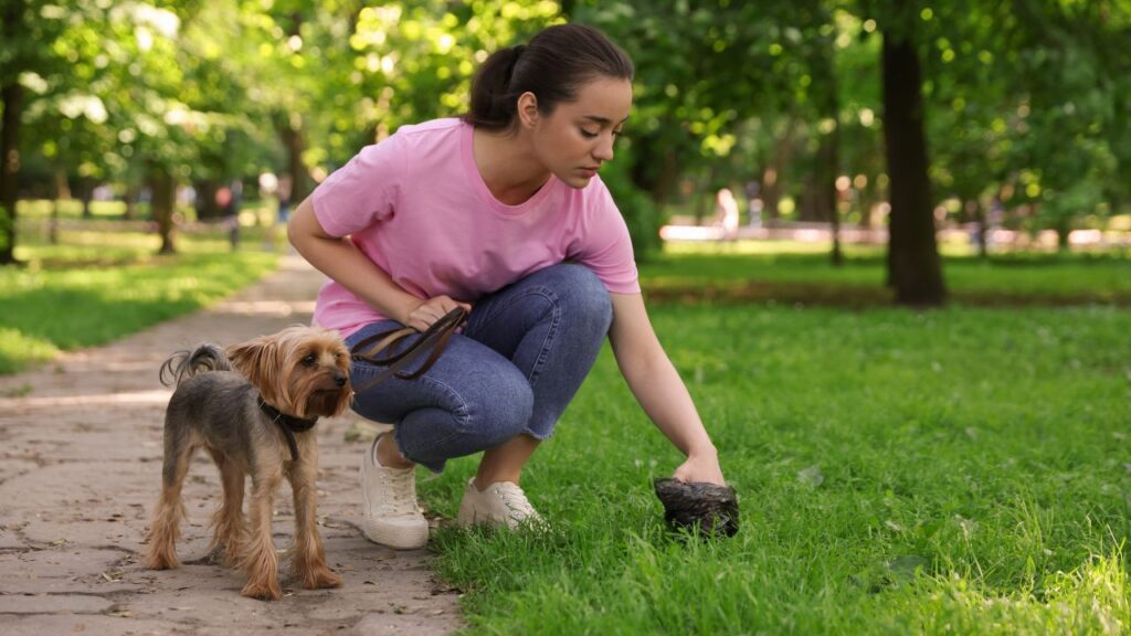 « Entre 135 et 450 euros » d’amende si vous ne ramassez pas les déjections de votre chien ? amende chien
