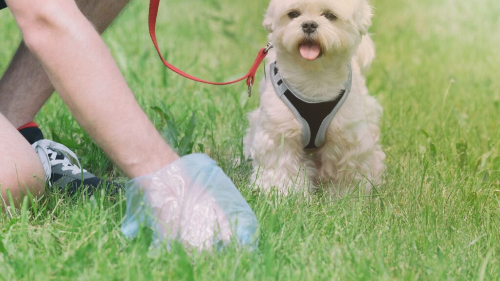 amende dejections chien