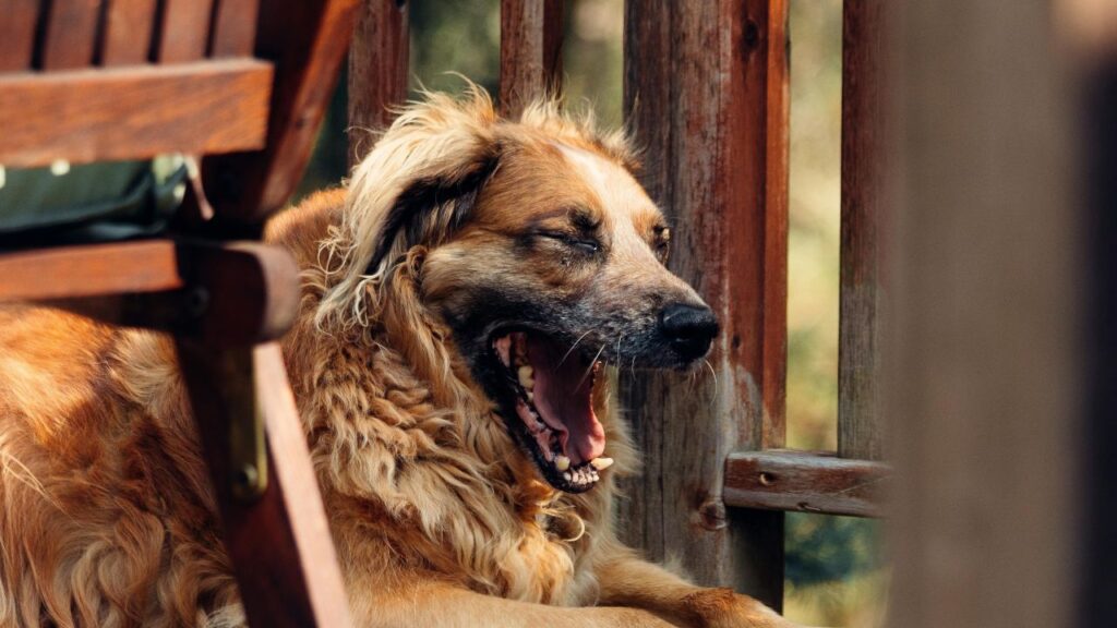 chien baille