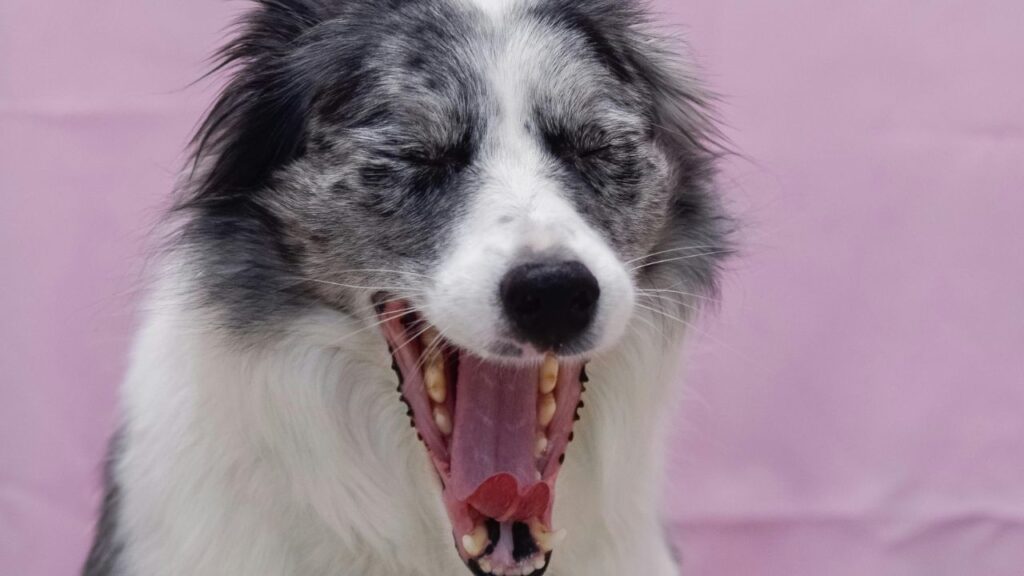 chien qui baille