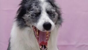 chien qui baille