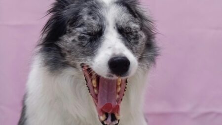 Votre chien bâille souvent ? Ce n’est pas ce que vous croyez chien qui baille