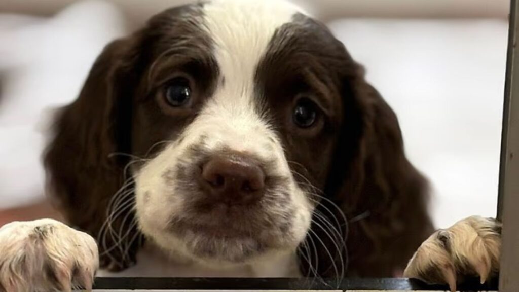 chien retrouve