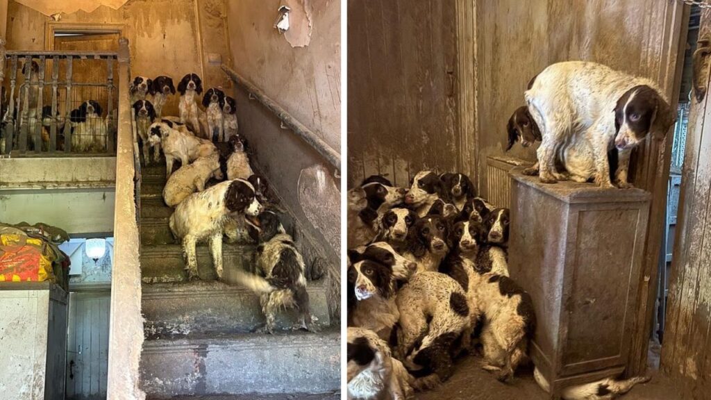 chiens decouverte