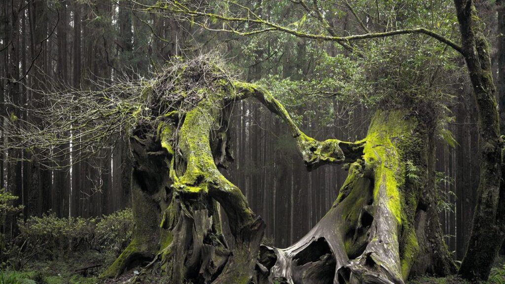 Ovni, fantômes… Cette forêt serait la plus hantée du monde hoia baciu