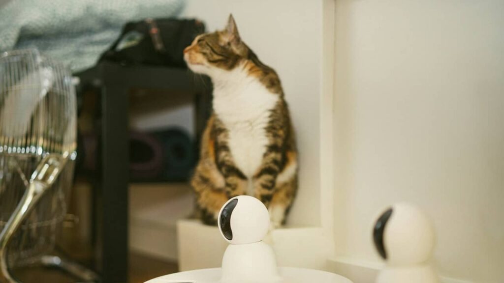 Chat-intelligent-et-caméra (1)