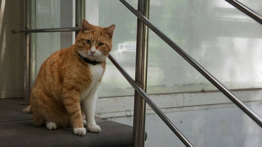 Chat-intelligent-image (1)