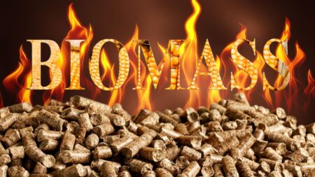 Des arbres abattus en masse et utilisés pour faire de l’électricité ? biomasse