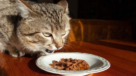 Mon chat ne mange plus : quelle cause et que faire ? chat mange plus