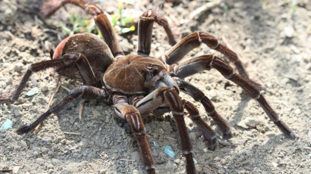 plus grosse araignée du monde