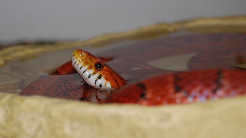 reptile terrarium changer eau