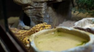 terrarium changer eau