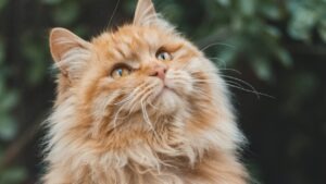 Santé du chat : 6 bonnes pratiques pour le garder en pleine forme ! bonne sante chat