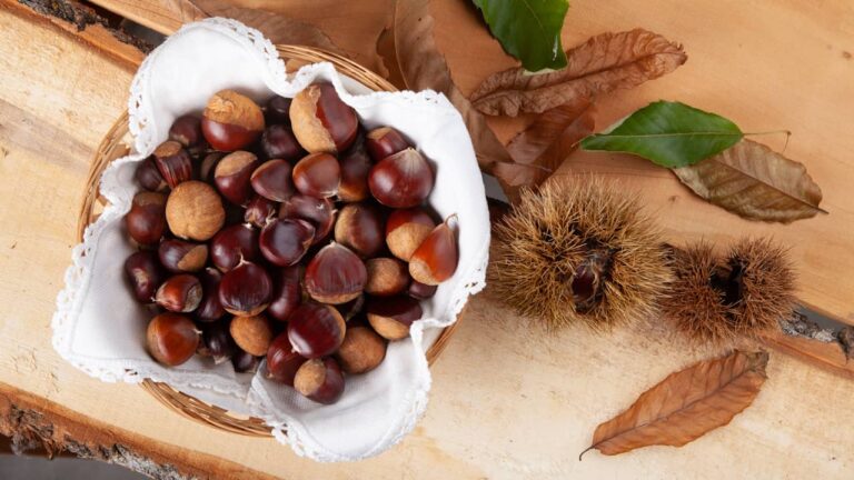marrons chataignes