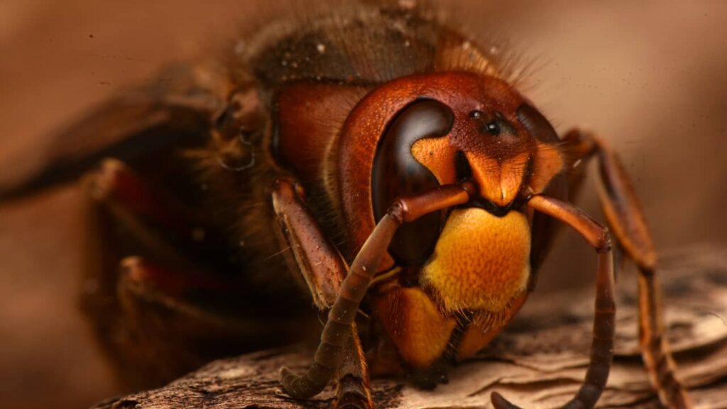 abeille